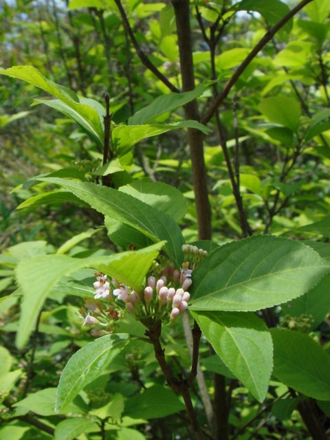 Callicarpa japonica fleur P3